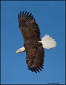 _1SB7663A american bald eagle 85x11